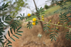 Acacia nilotica subsp. indica